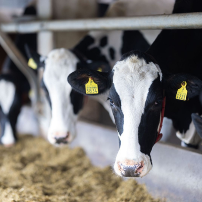 Sontek Biopower hankkii ja rahoittaa maatilalle biokaasulaitoksen