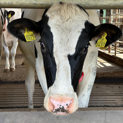 Biokaasu tuottaa kotimaista energiaa ja arvokkaita lannoitteita